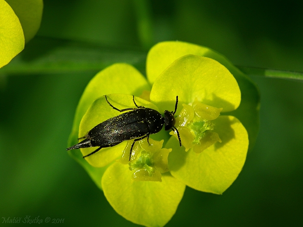 Mordela aculeata