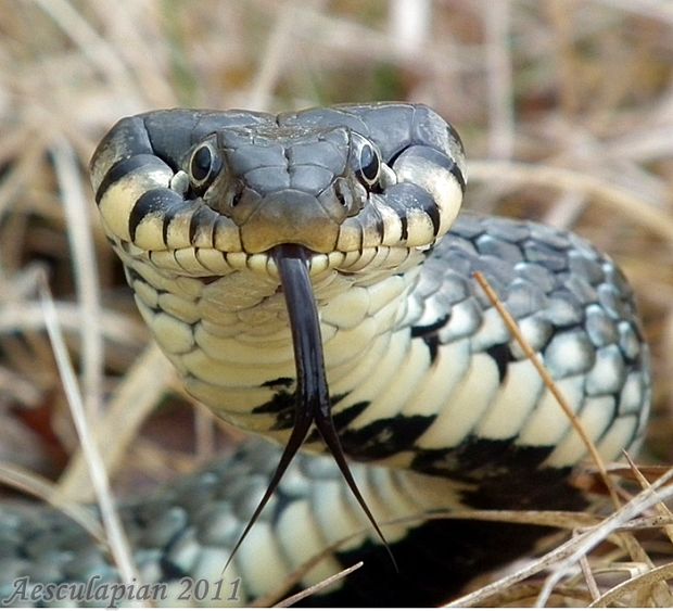 užovka obojková Natrix natrix