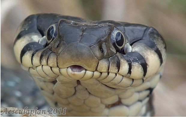 užovka obojková Natrix natrix