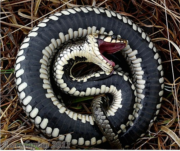 užovka obojková Natrix natrix