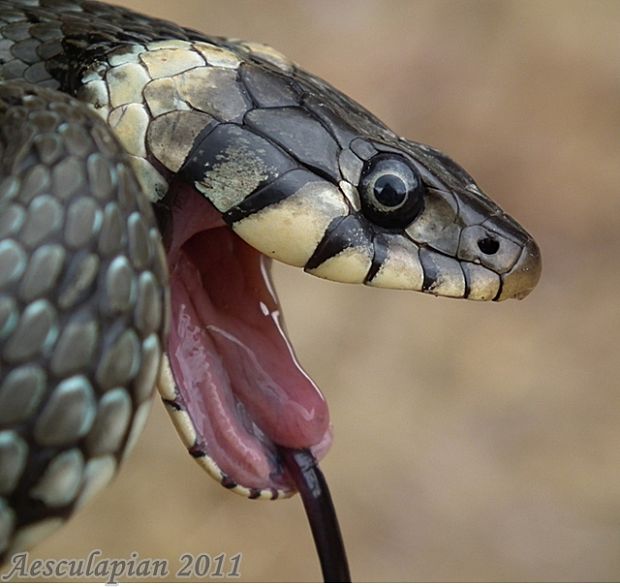 užovka obojková Natrix natrix