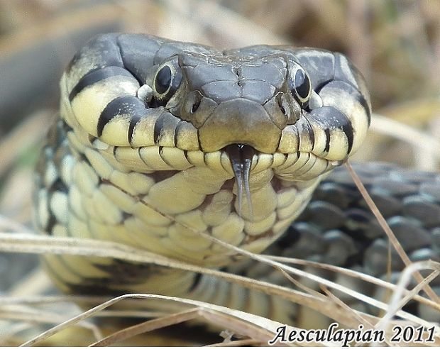 užovka objková Natrix natrix