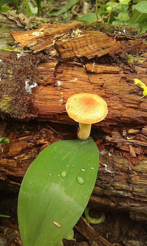 húževnatec pohárovitý Neolentinus schaefferi Redhead & Ginns