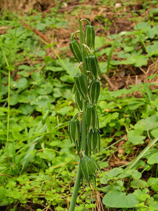 bledavka boucheova Ornithogalum boucheanum (Kunth) Asch.