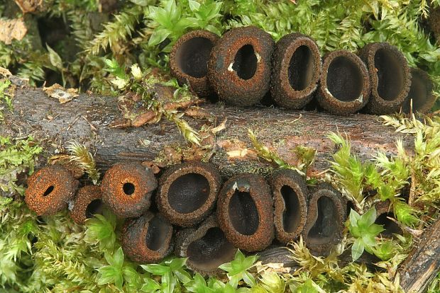 pakorienkovka čierna Plectania melastoma (Sowerby) Fuckel