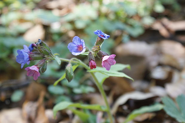 pľúcnik Pulmonaria sp.