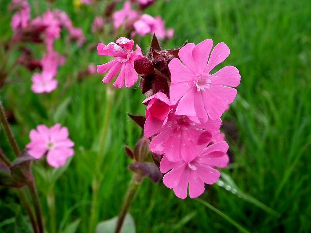 silenka červená Silene dioica (L.) Clairv.