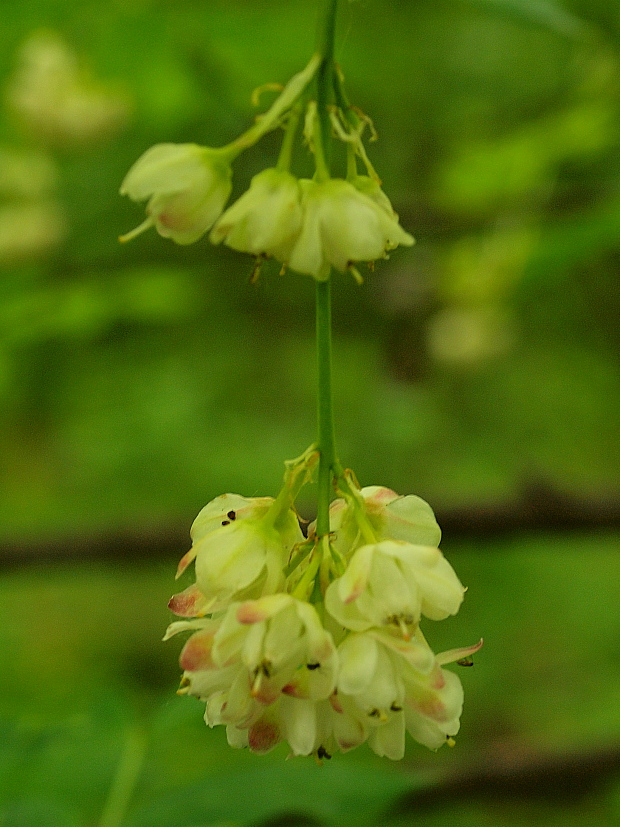 klokoč perovitý Staphylea pinnata L.