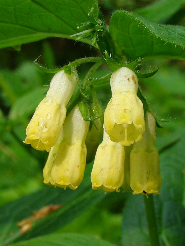 kostihoj hľuznatý Symphytum tuberosum L.