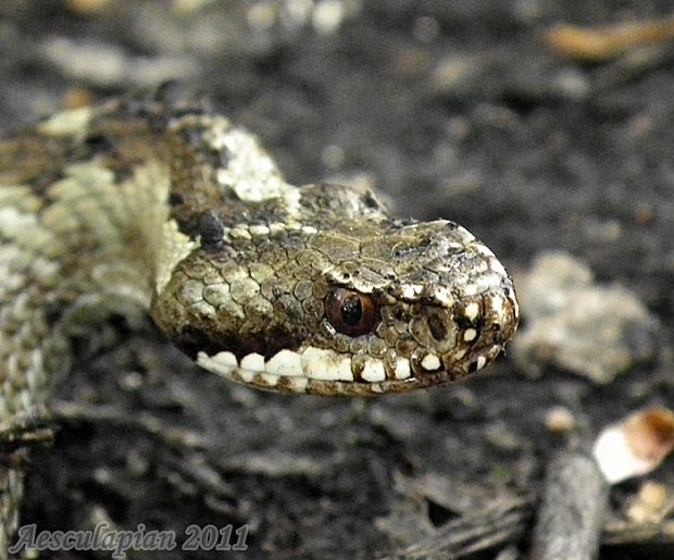 vretenica severná Vipera berus