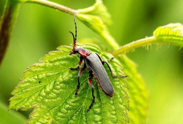 snehulčík obyčajný (Cantharis rustica)