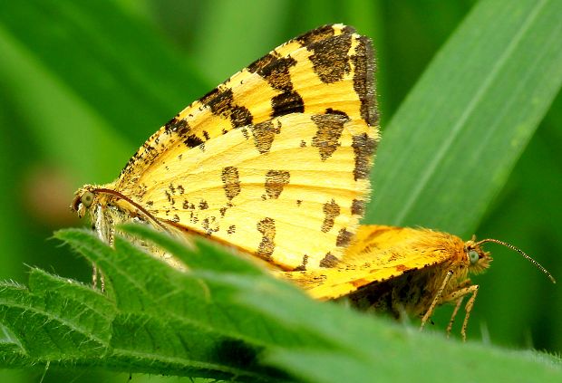 listnatka hluchavková (Pseudopanthera macularia)