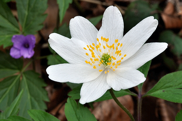 veternica hájna Anemone nemorosa L.