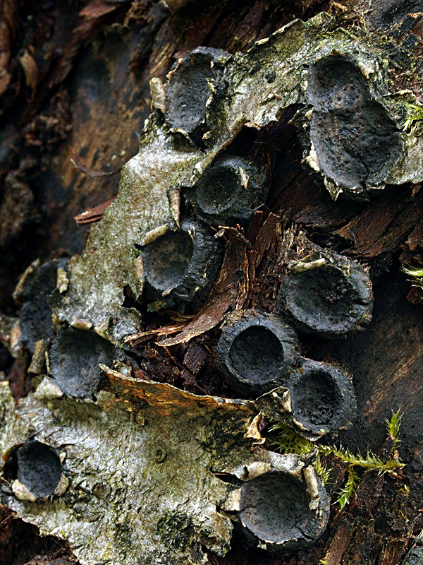 peniazovček Biscogniauxia marginata (Fr.) Pouzar