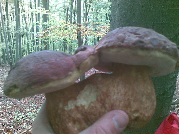 hríb sosnový Boletus pinophilus Pil. et Dermek in Pil.