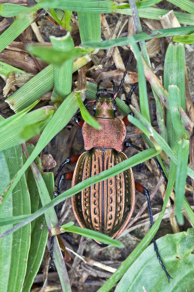 bystruška medená  Carabus cancellatus