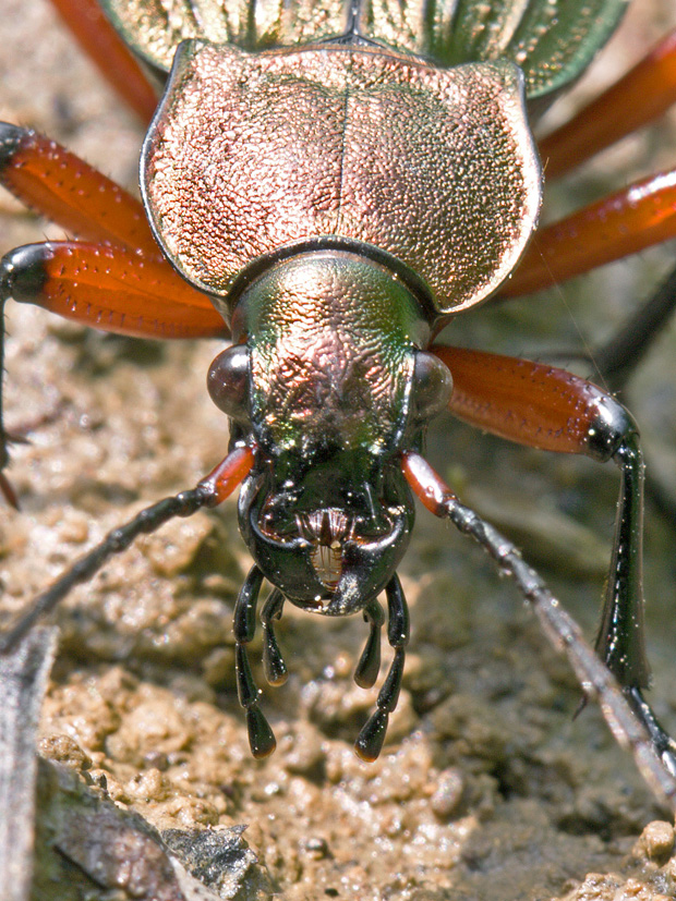 bystruška medená  Carabus cancellatus