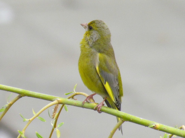 stehlík zelený Carduelis chloris