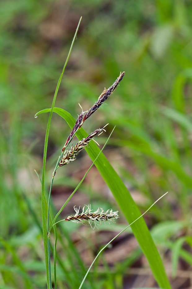 ostrica sivá pravá Carex cf. flacca subsp. flacca