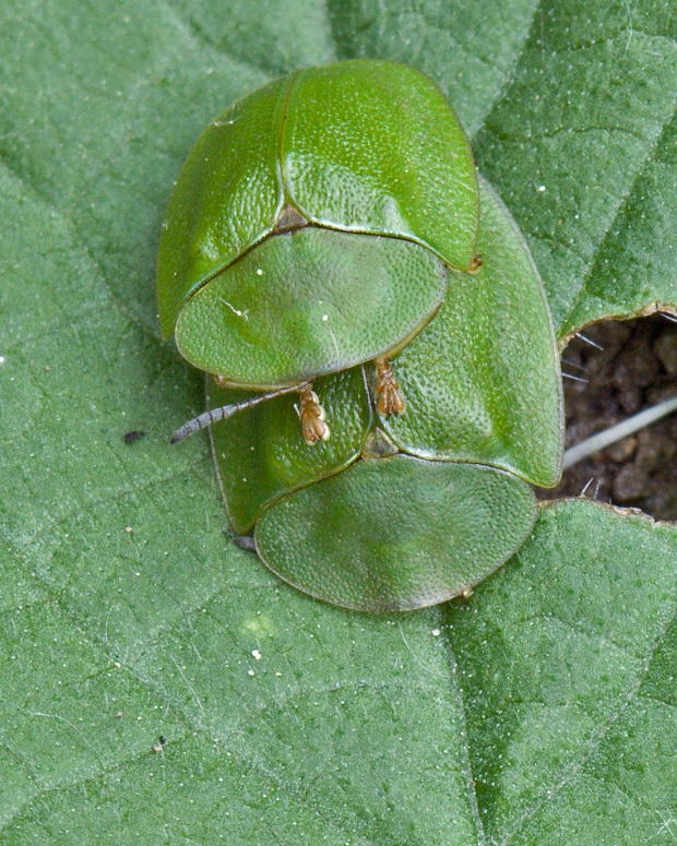 štítnatec  Cassida viridis