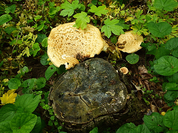 trúdnik šupinatý Cerioporus squamosus (Huds.) Quél.