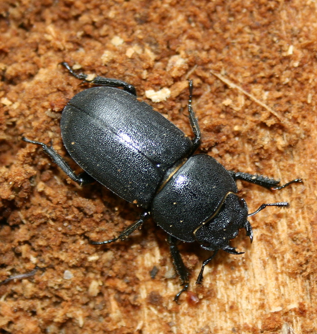 roháčik obyčajný Dorcus parallelpipedus ♀