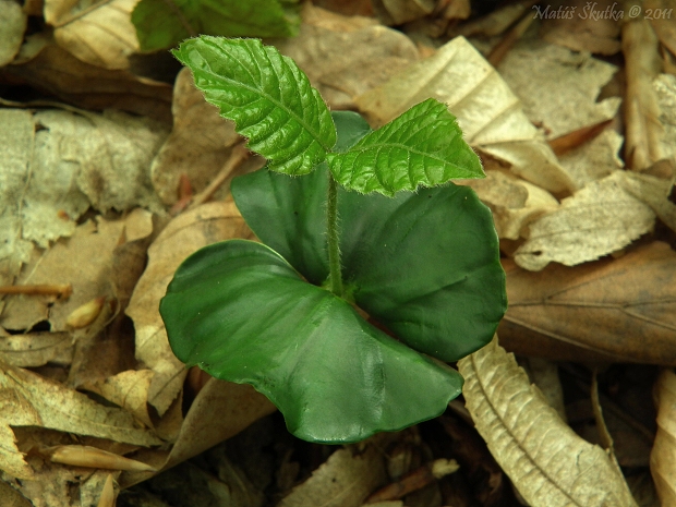 buk lesný Fagus sylvatica L.