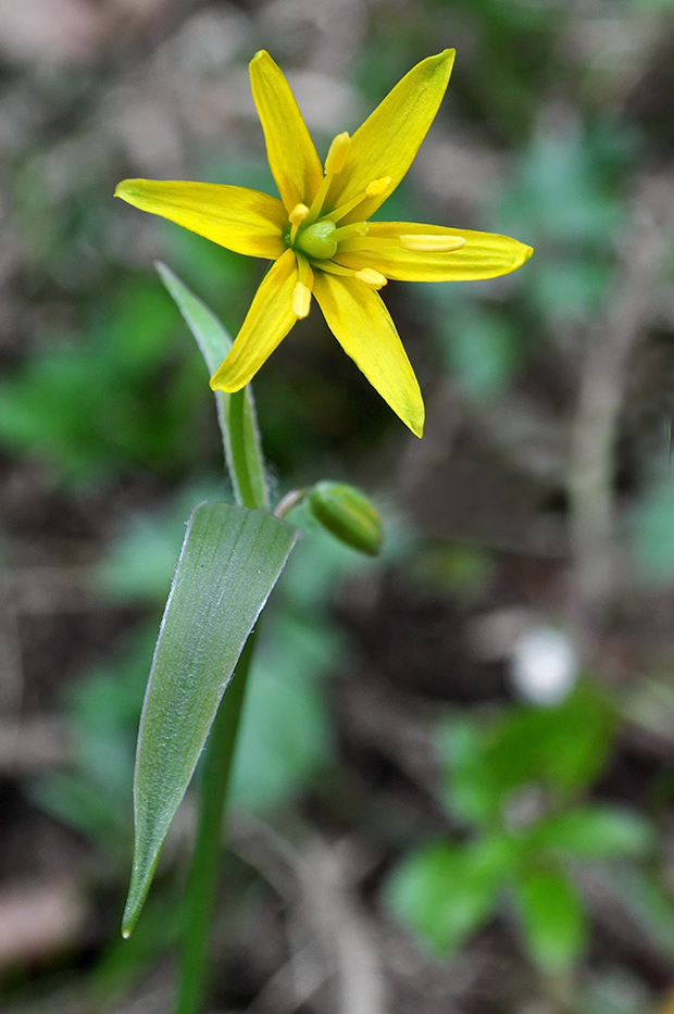 krivec žltý Gagea lutea (L.) Ker Gawl.