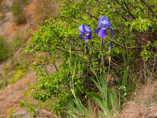 kosatec nemecký Iris germanica L.