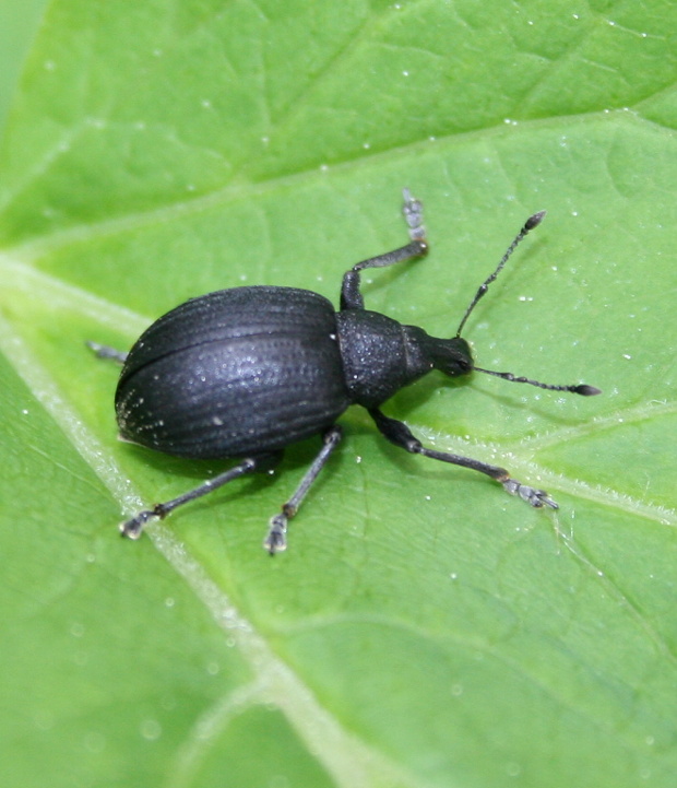 nosánik Liophloeus lentus