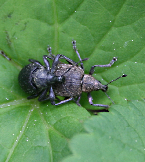 nosánik Liophloeus lentus