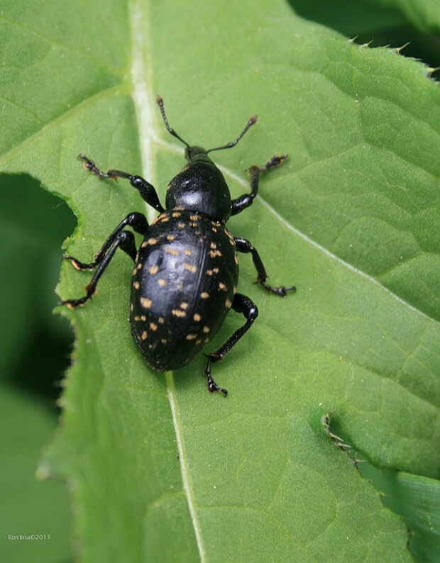 klikoroh devětsilový Liparus glabrirostris