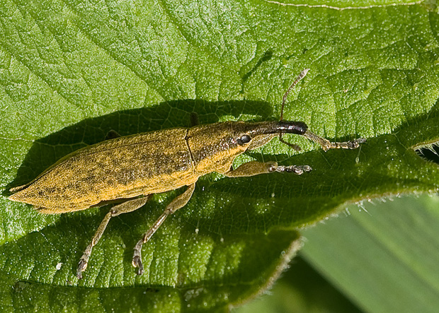 dlhánik Lixus iridis