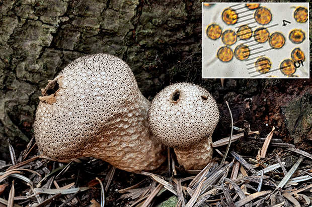 prášnica Lycoperdon sp.