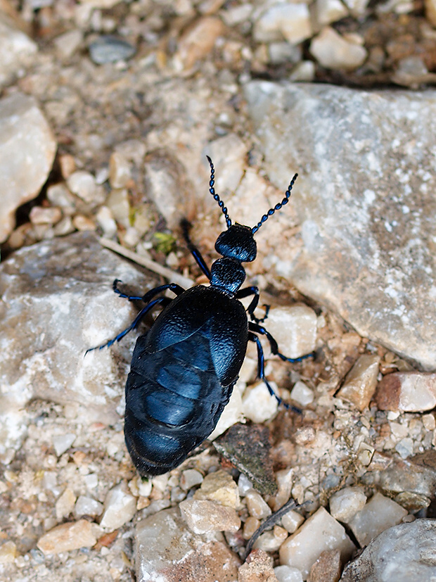 majka fialová Meloe violaceus