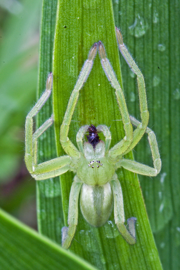 osemočko smaragdové  Micrommata virescens