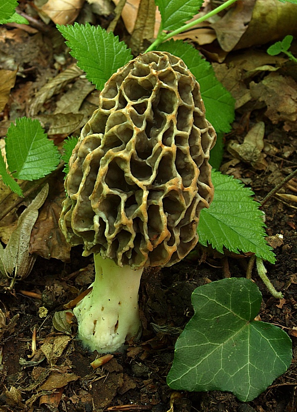 smrčok jedlý Morchella esculenta (L.) Pers.