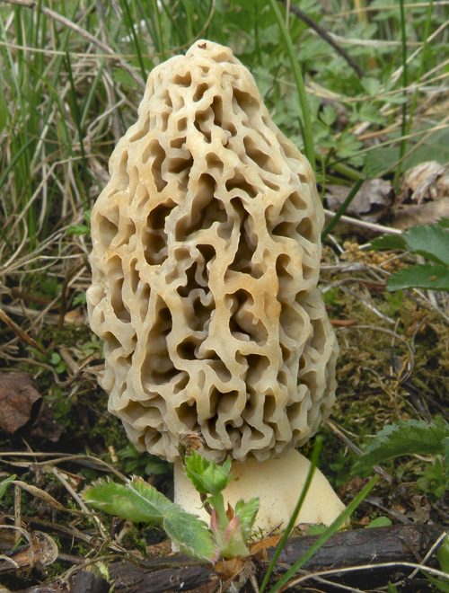 smrčok jedlý Morchella esculenta (L.) Pers.