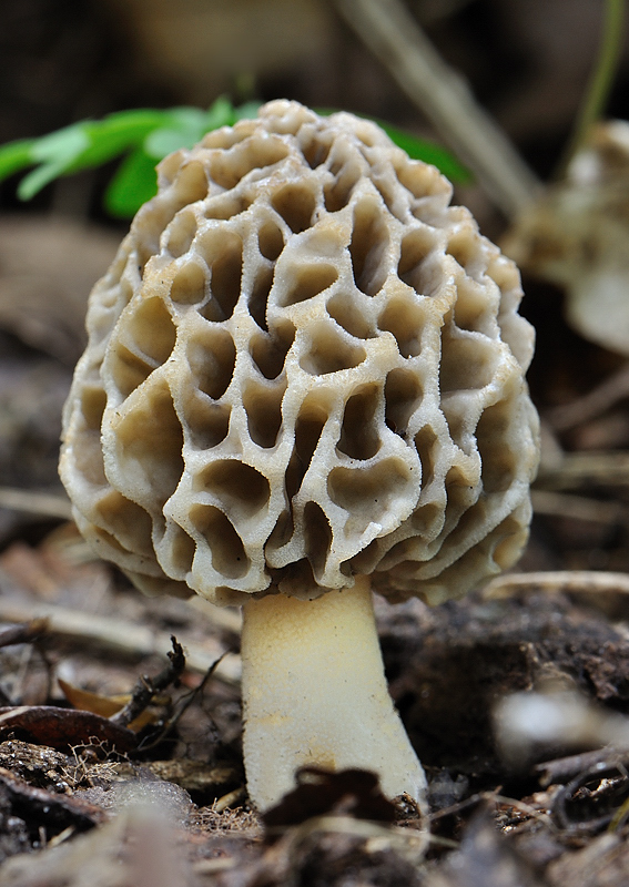 smrčok jedlý Morchella esculenta (L.) Pers.