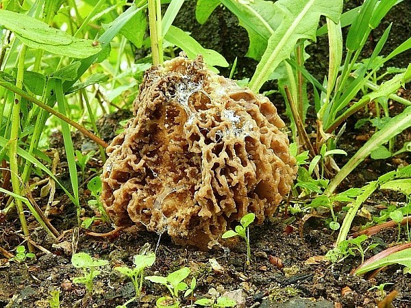 smrčok Morchella sp.