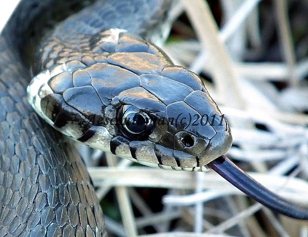 užovka obojková Natrix natrix