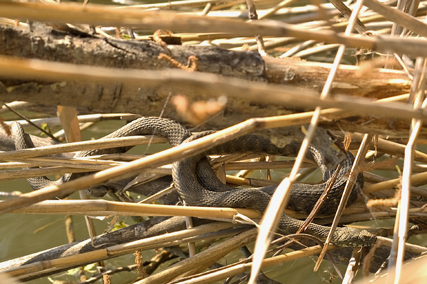 užovka fŕkaná  Natrix tessellata