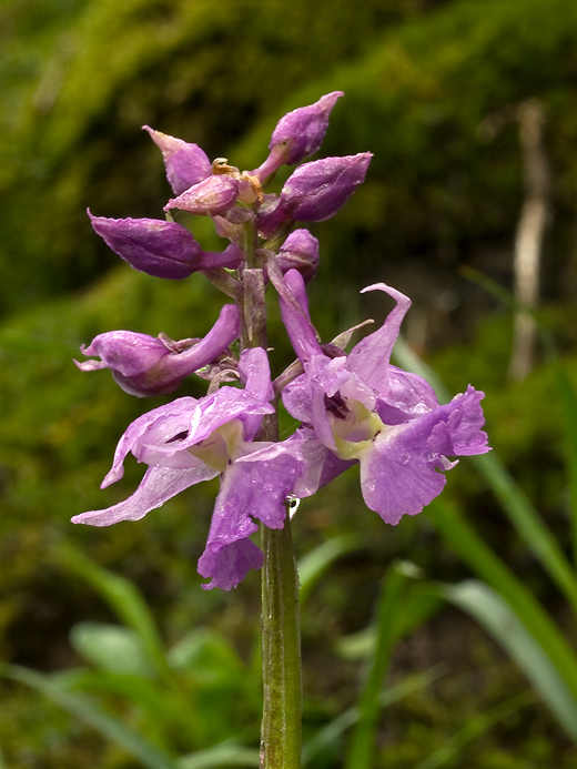 vstavač mužský poznačený Orchis mascula subsp. signifera (Vest) Soó