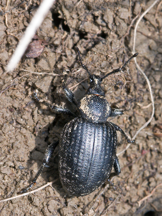 Otiorhynchus orbicularis