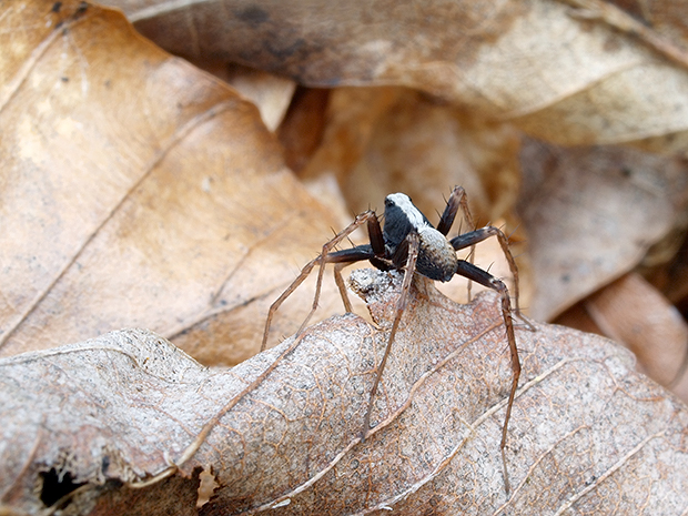 sliedič Pardosa lugubris