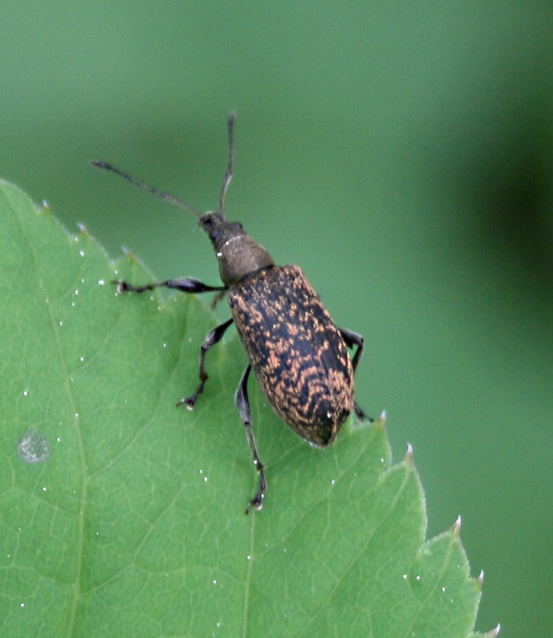 listohlod Phyllobius glaucus