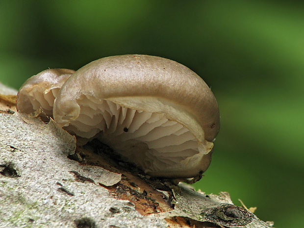 hliva závojová Pleurotus calyptratus (Lindblad ex Fr.) Sacc.