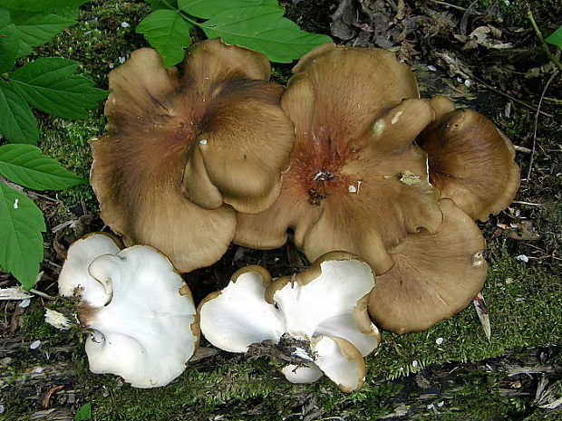 choroš smolonohý Polyporus badius (DC.) Lév. (1846)