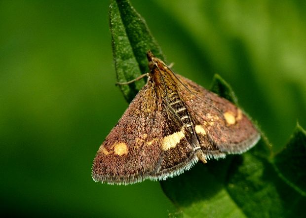 vijačka zlatoškvrnná Pyrausta aurata