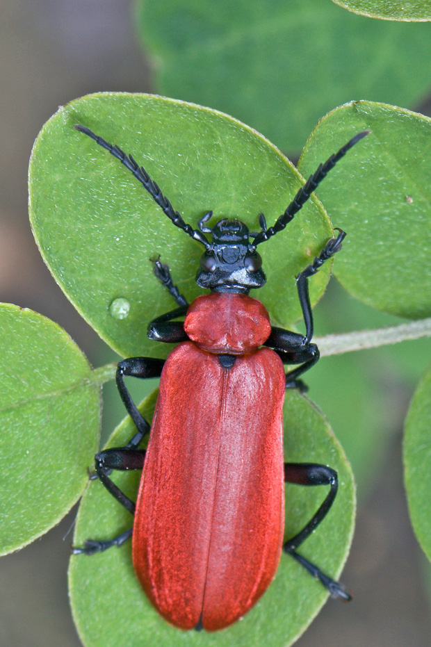 červenáčik ohnivý  Pyrochroa coccinea Linnaeus, 1761